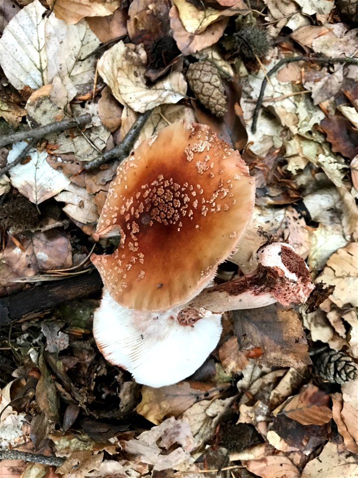 blusher (Amanita rubescens)