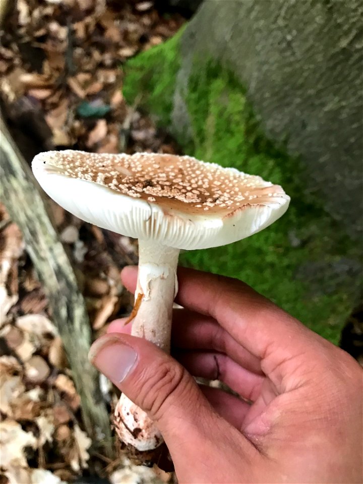 blusher (Amanita rubescens)