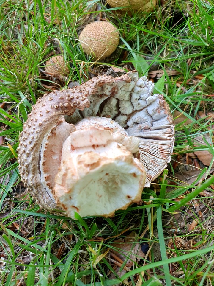 blusher (Amanita rubescens)