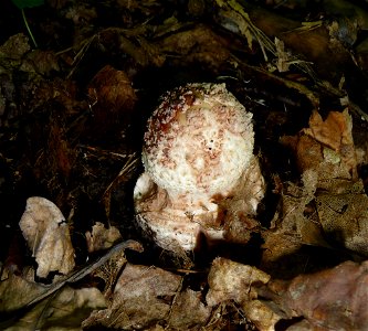 The Blusher (Amanita rubescens), young mushroom. Ukraine. photo