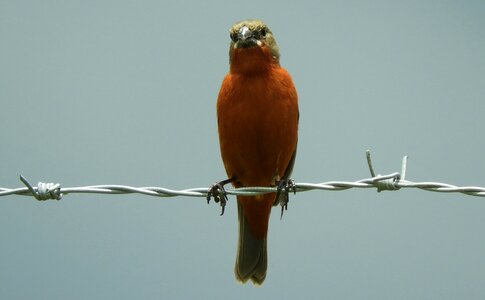 Bird ave colombia photo