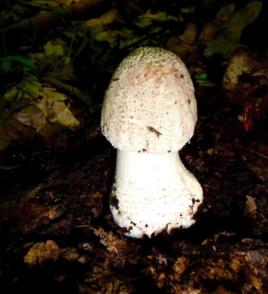 The Blusher (Amanita rubescens), young mushroom. Ukraine.