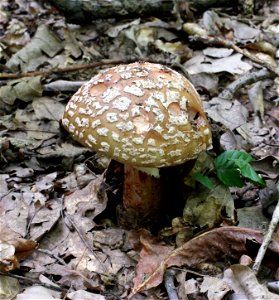 The Blusher, young mushroom. Ukraine. photo