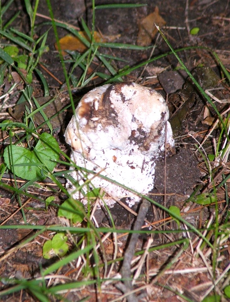 Amanita rubescens parasitized with Hypomyces hyalinus.  Several healthy fruiting bodies emerged from the soil nearby, as well as other parasitized ones.