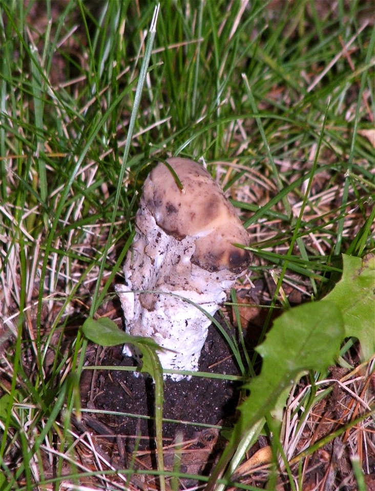 Amanita rubescens parasitized with Hypomyces hyalinus.  Several healthy fruiting bodies emerged from the soil nearby. as well as other parasitized ones.