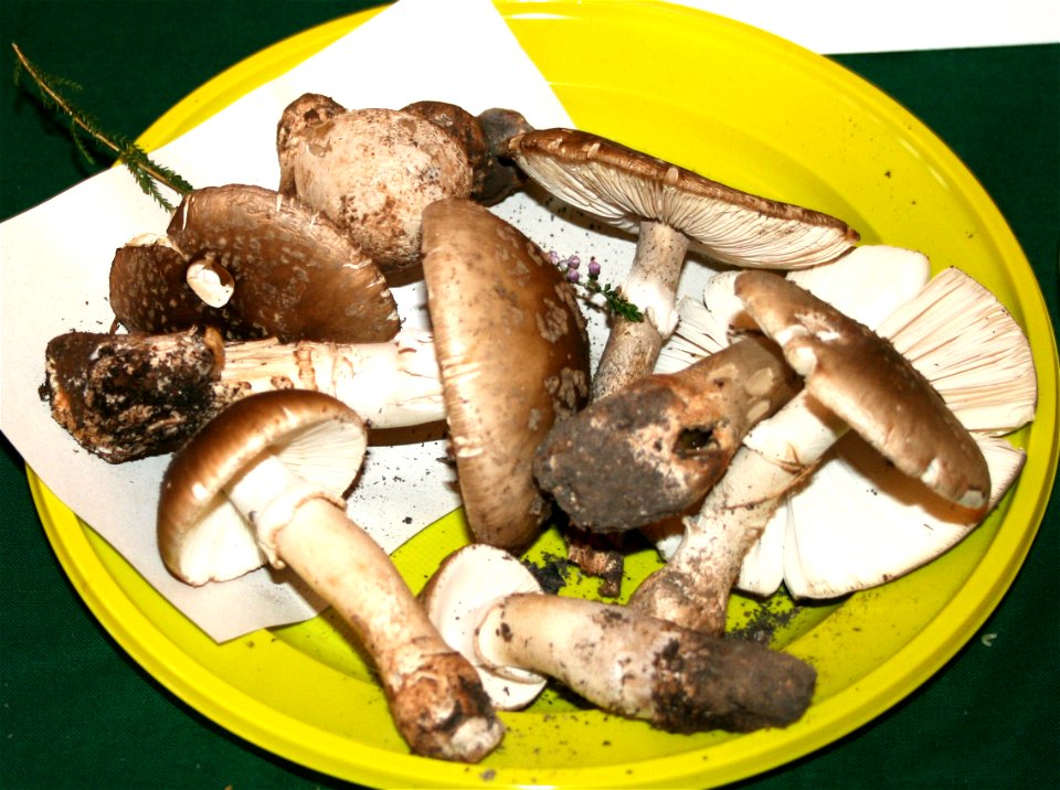 Amanita spissa  at the 12-th countrywide mushroom exhibition 2008, Žofín, Prague, Czech Republic