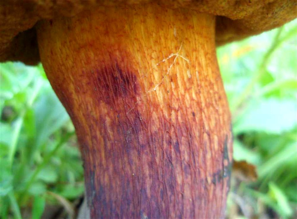 Stipe of Boletus luridus