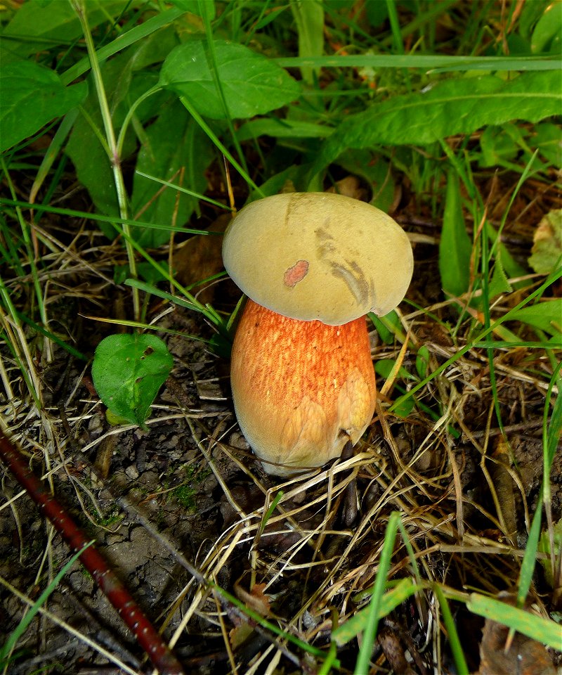 Young lurid bolete (Boletus luridus). Ukraine.
