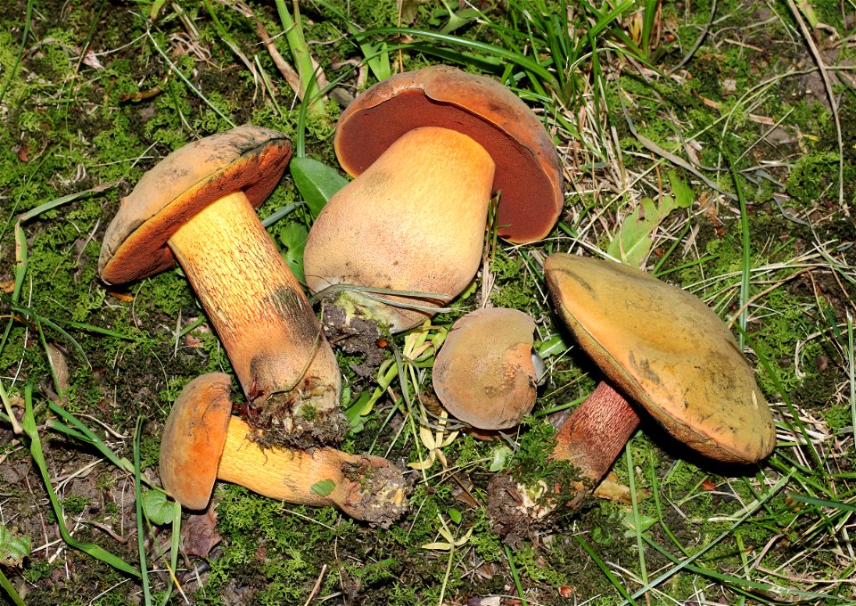 Picked Lurid boletes Suillellus luridus (also Boletus luridus). Ukraine, Ivano-Frankivsk oblast, Yaremche.