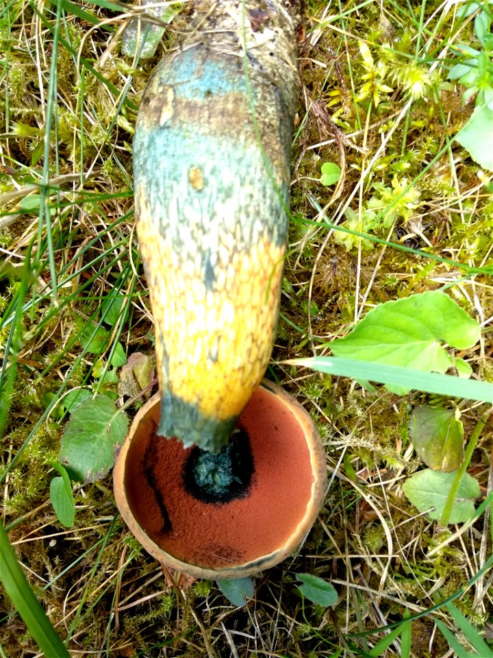 Lurid Bolete (Suillellus luridus)