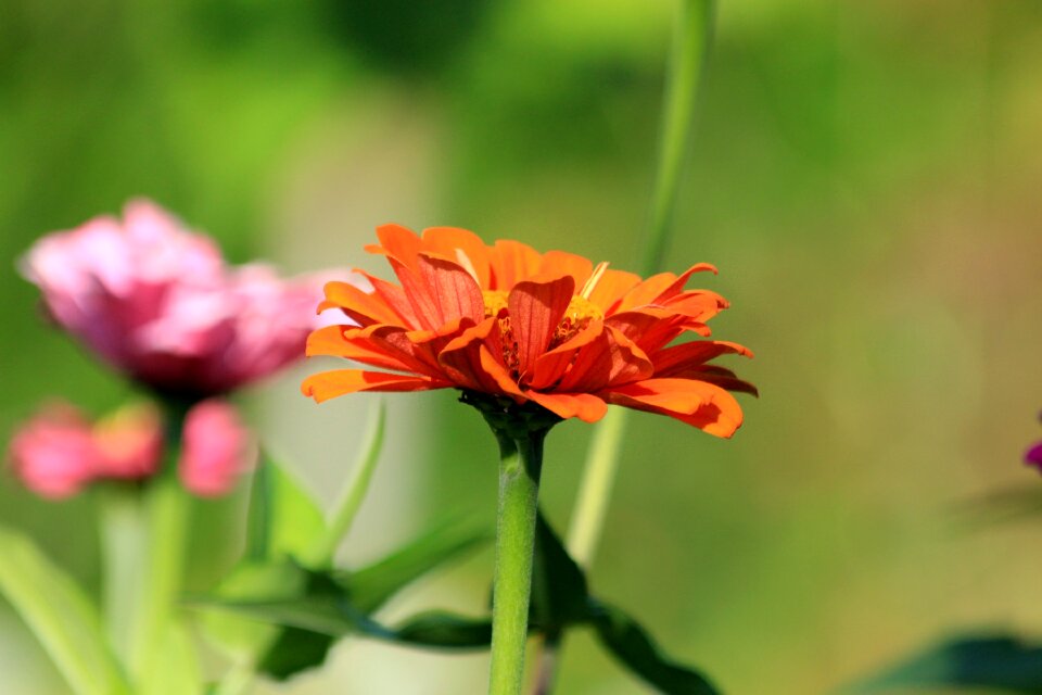 Nature summer garden