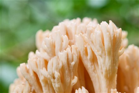is a fungus of the genus Ramaria. The picture shows a close-up of the sporocarp's tips. photo