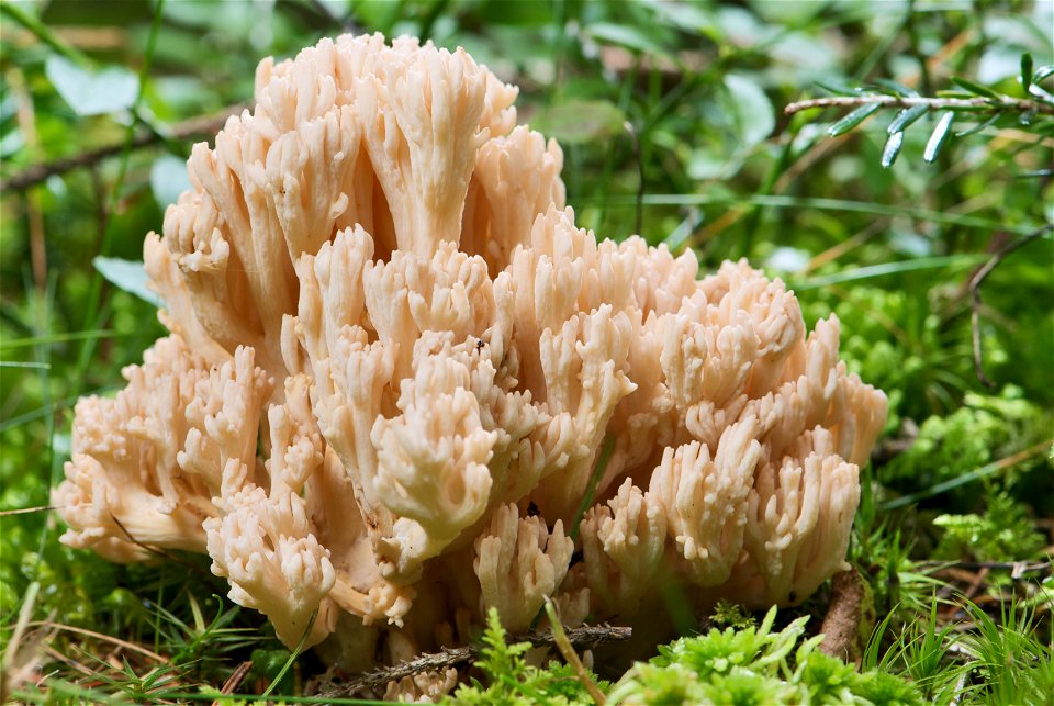 is a fungus of the genus Ramaria. The sporocarp in the picture is in the late state of its natural development and has been growing for about two weeks. It measures about 122 mm in height and 118 mm i