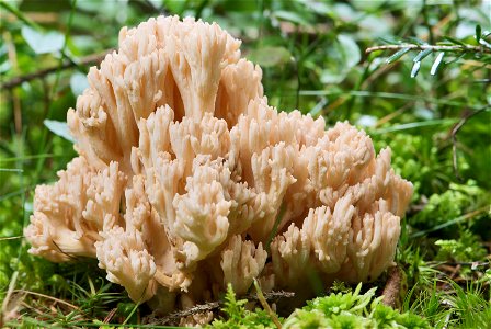 is a fungus of the genus Ramaria. The sporocarp in the picture is in the late state of its natural development and has been growing for about two weeks. It measures about 122 mm in height and 118 mm i photo