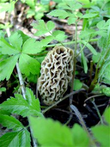 Image title: Close up of a sponge mushroom morchella esculenta vaporarius growing in green leaves Image from Public domain images website, http://www.public-domain-image.com/full-image/flora-plants-pu photo