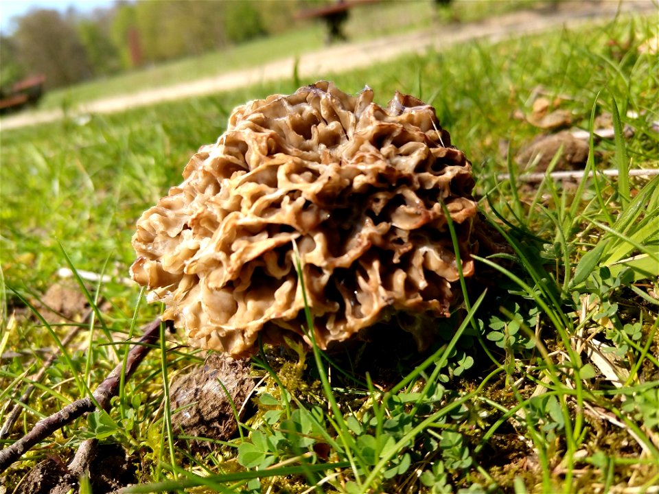 Yellow Morel (Morchella esculenta)