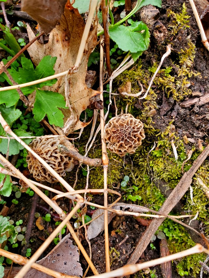 Yellow Morel (Morchella esculenta)