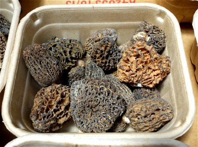 Morchella esculenta, Farmer's Market at the Ferry Building - San Francisco, California, USA.