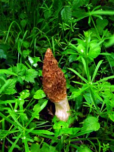 Image title: Wild morel sponge mushroom morchella esculenta vaporarius Image from Public domain images website, http://www.public-domain-image.com/full-image/flora-plants-public-domain-images-pictures photo
