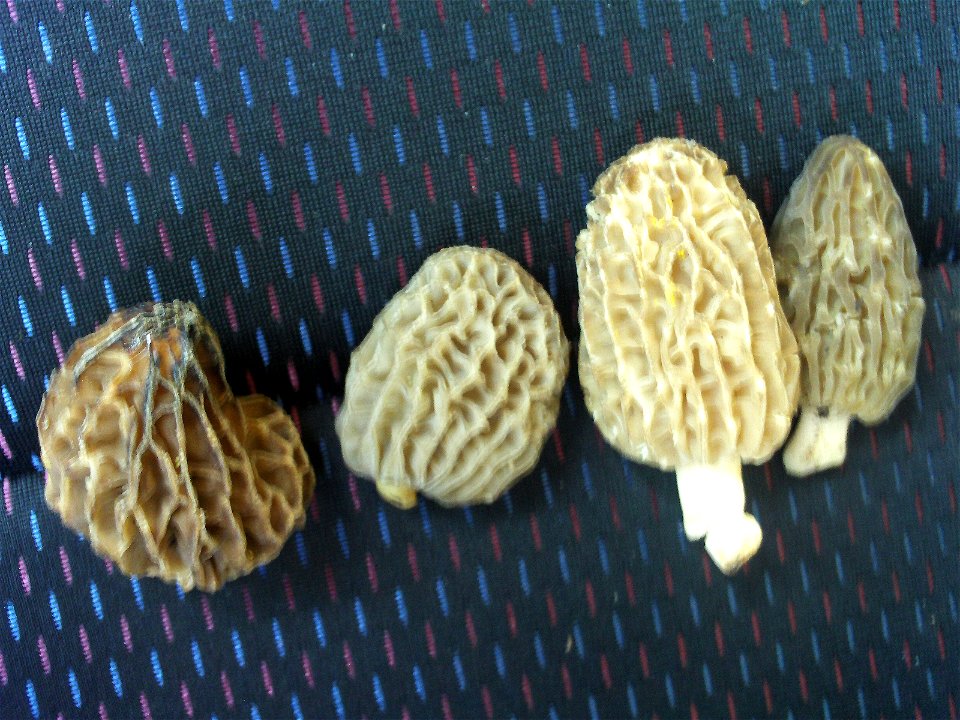 Morchella esculenta, Sierra Madrona, Spain