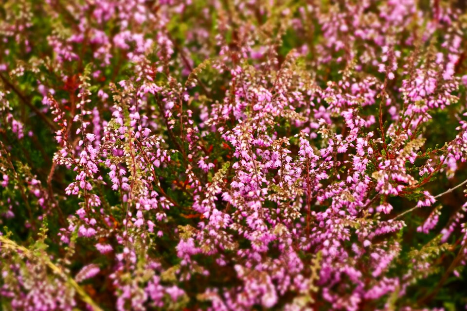 Calluna heather green dwarf shrub