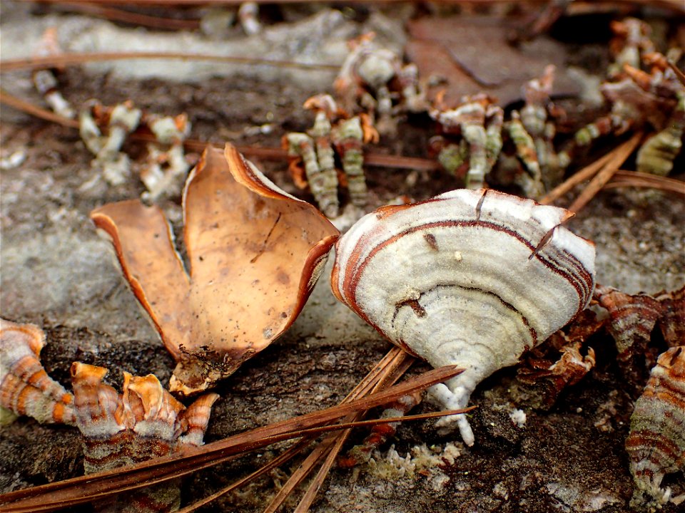 false turkey-tail (Stereum ostrea) photo