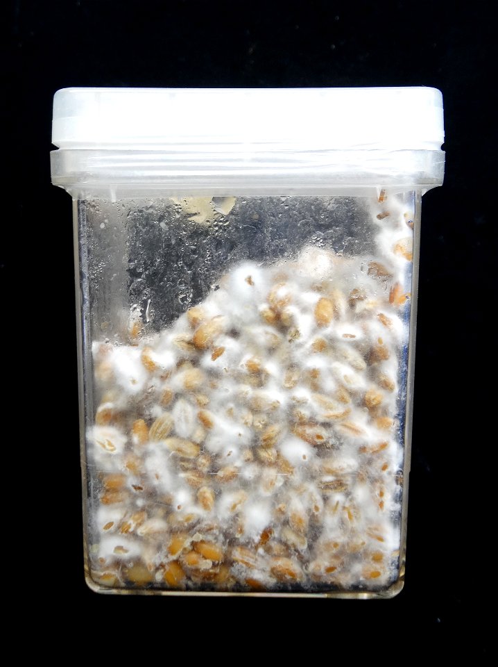 Flickr description
This fungal plant pathogen causes Fusarium wilt (Panama disease) of certain banana varieties. Here the fungus has been growing for 12 days at 23 C on sterilized, whole rye grains. 
