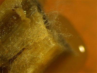 Flickr description
Disease: Fusarium wilt of banana (Panama disease) 
Fusarium oxysporum f. sp. cubense race 1 (Foc) mycelium emerging from infected banana pseudostem section after 24 hours incubation