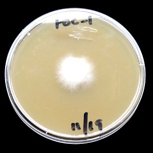 Flickr description This fungal pathogen causes Fusarium wilt of certain banana varieties. The culture derives from a single hyphal tip transfer, now growing on 10% V8 juice agar. In an email to Wi photo