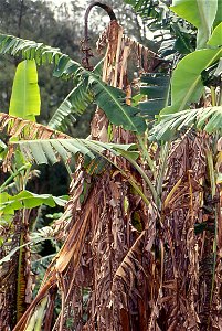 Panama disease, wilting Banana plant