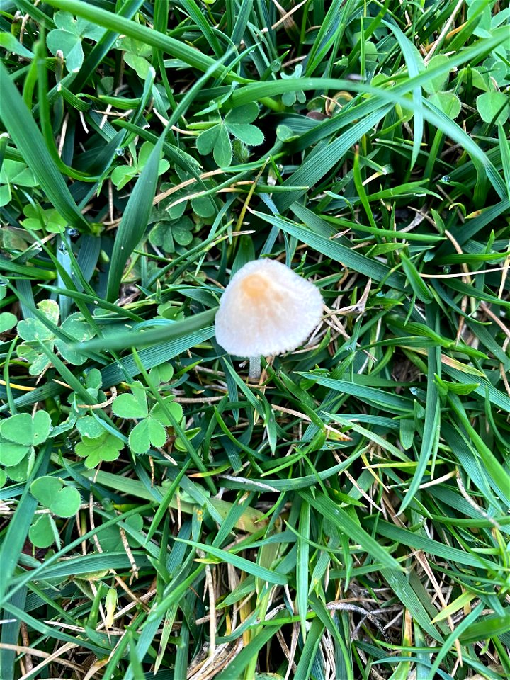 milky conecap (Conocybe apala)