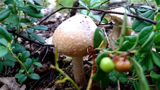 A young Cortinarius caperatus photographed in 2016-07-23 in Hervanta, Finland.