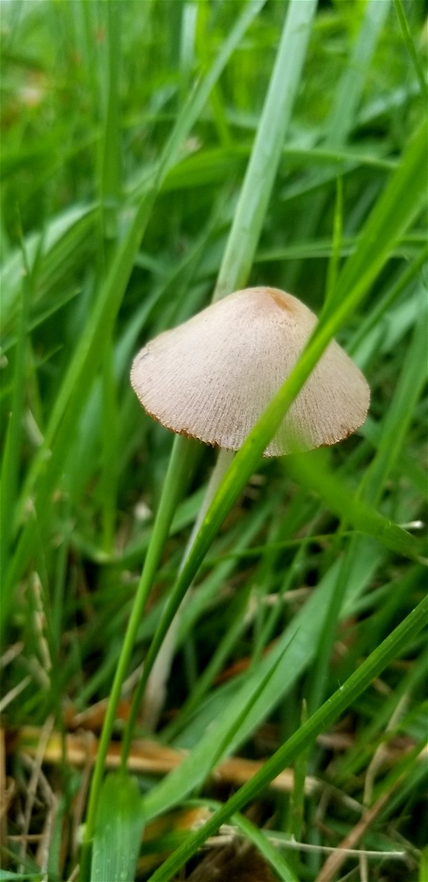 milky conecap (Conocybe apala)