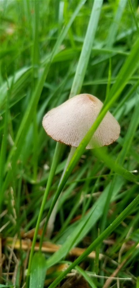 milky conecap (Conocybe apala)