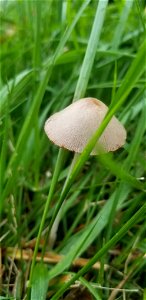 milky conecap (Conocybe apala)