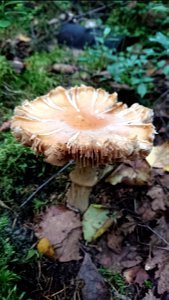 A fully grown Cortinarius caperatus photographed in 2016-07-23 in Hervanta, Finland.