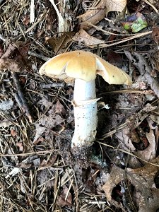 Gypsy Mushroom (Cortinarius caperatus) photo