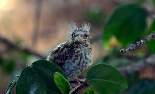 Small young feather photo