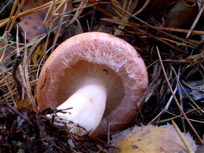 Young Lactarius torminosus; Woolly Milk-cap, showing forked gils near stem. photo