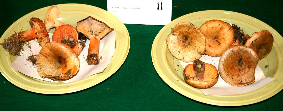 Lactarius deterrimus at the 12-th countrywide mushroom exhibition 2008, Žofín, Prague, Czech Republic photo