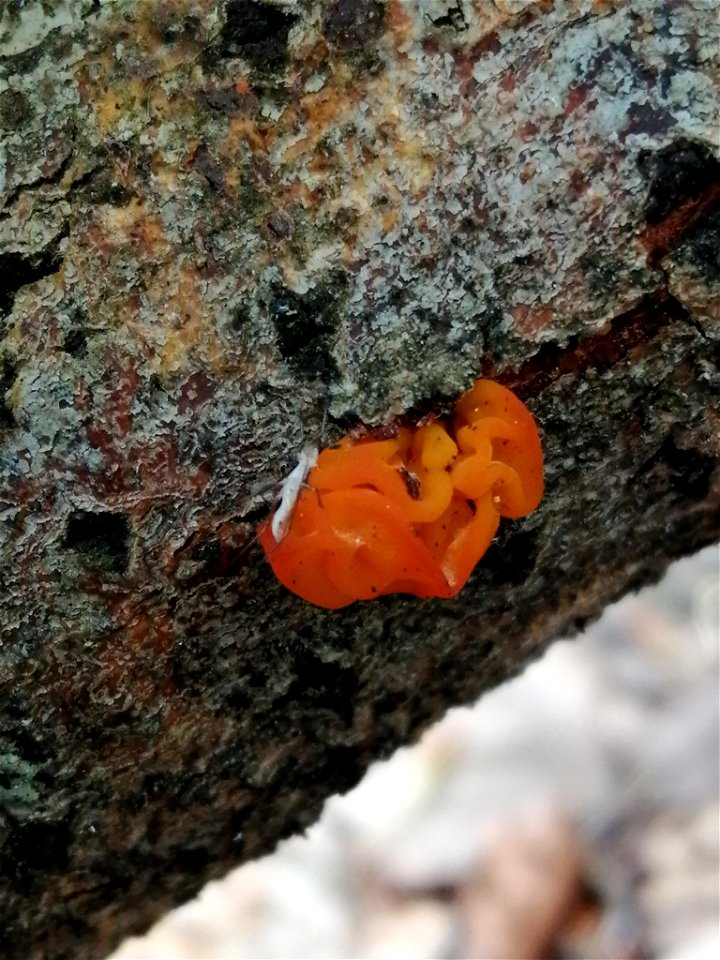 witch's butter (Tremella mesenterica)