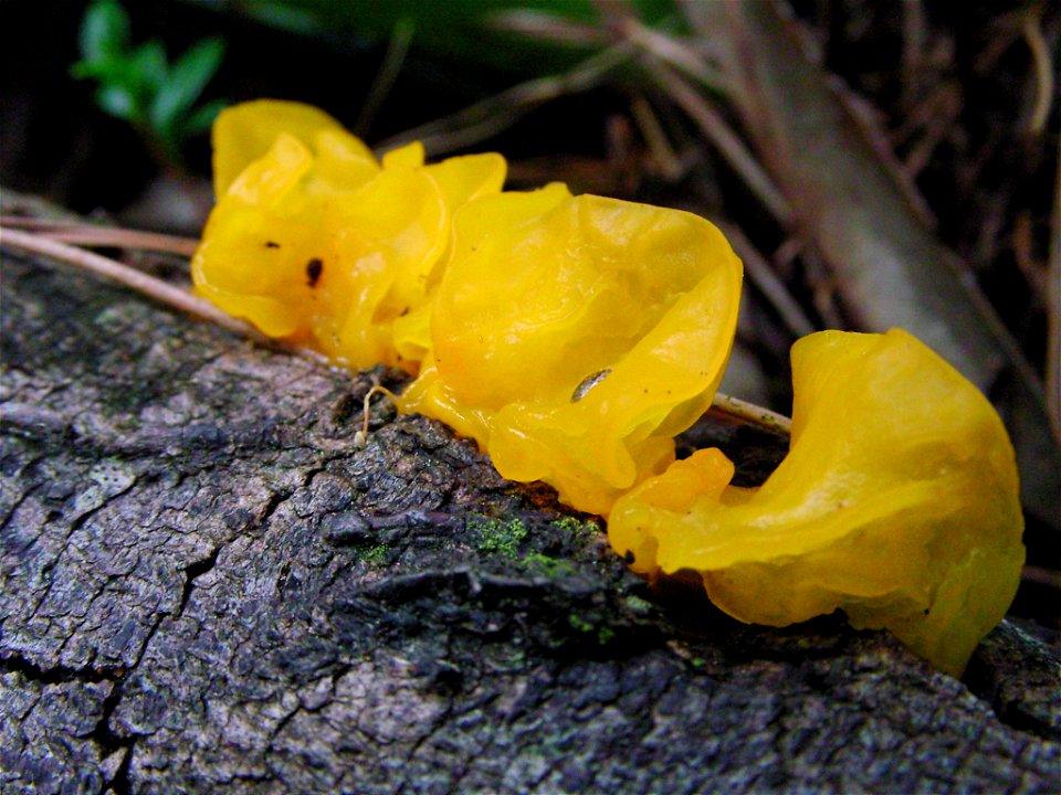 witch's butter (Tremella mesenterica)