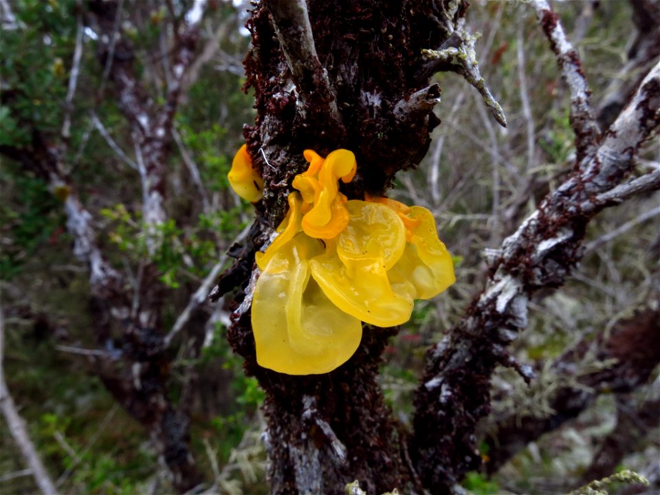 witch's butter (Tremella mesenterica) photo