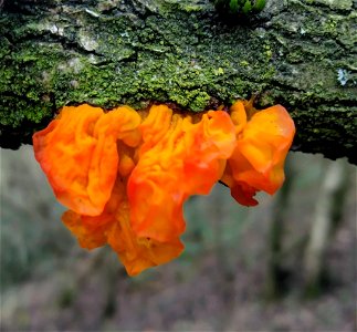 witch's butter (Tremella mesenterica)