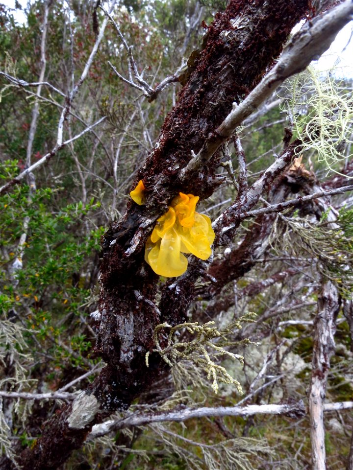 witch's butter (Tremella mesenterica) photo