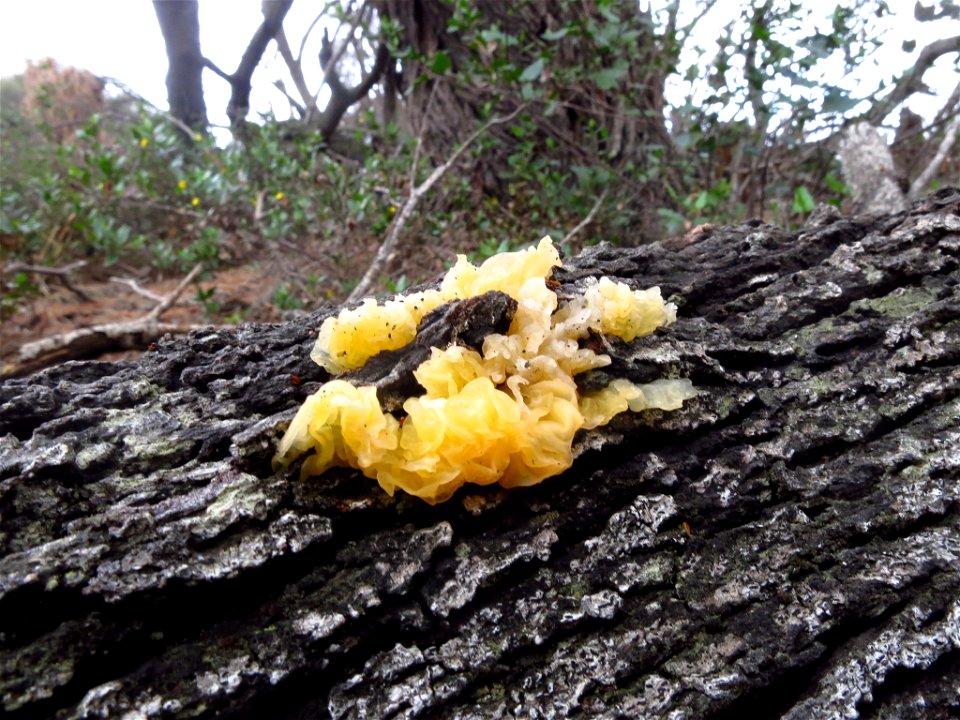 witch's butter (Tremella mesenterica) photo