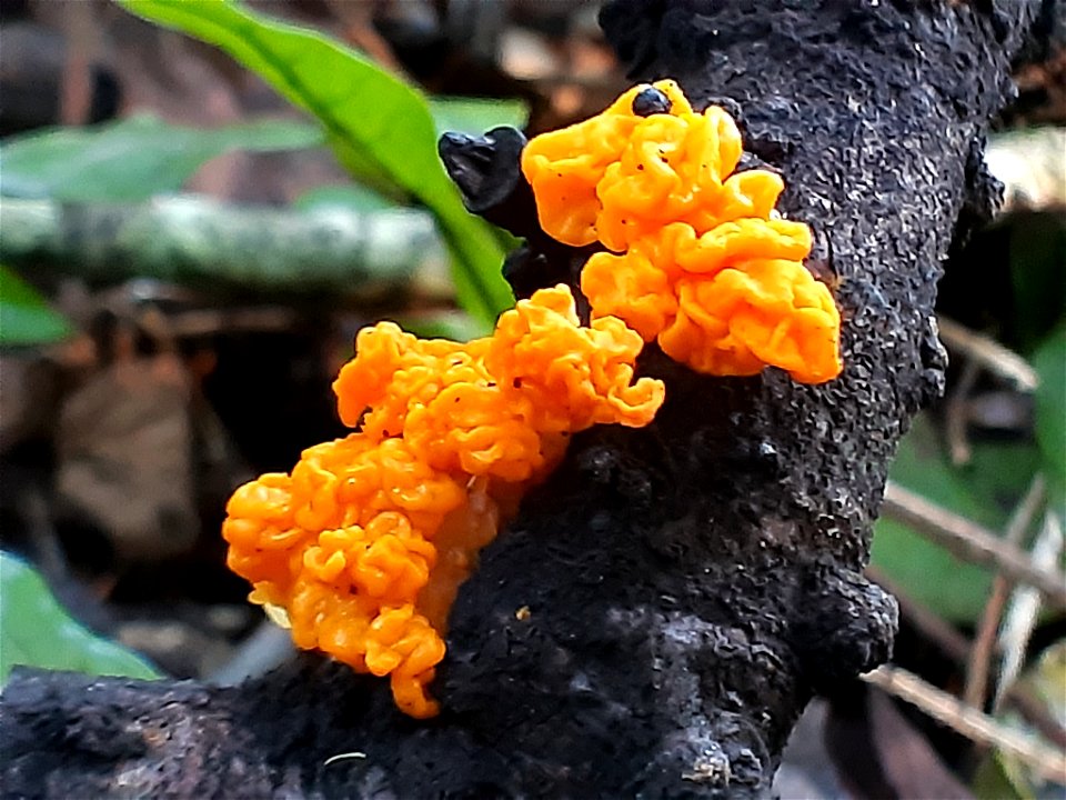 witch's butter (Tremella mesenterica) photo