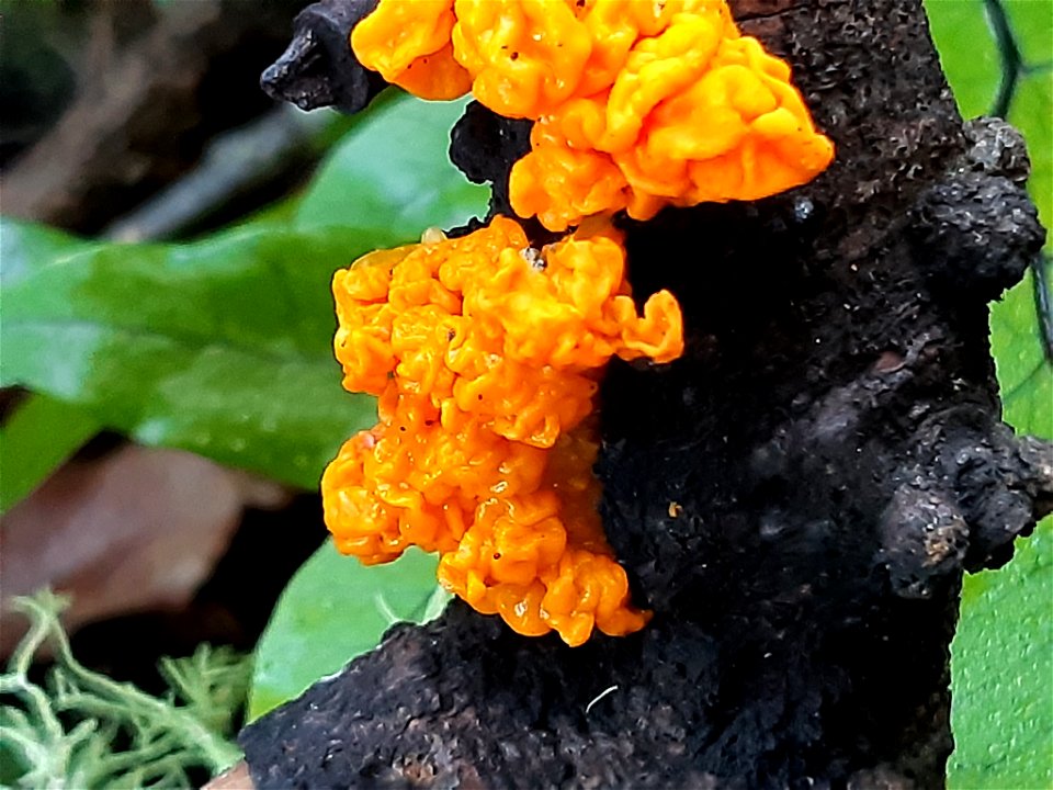 witch's butter (Tremella mesenterica) photo