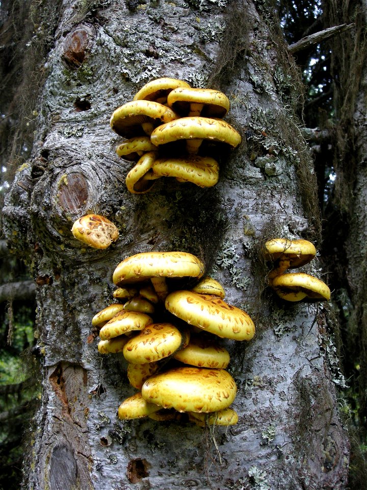 Pholiota aurivella (Batsch) P. Kumm. au col du Pradel
