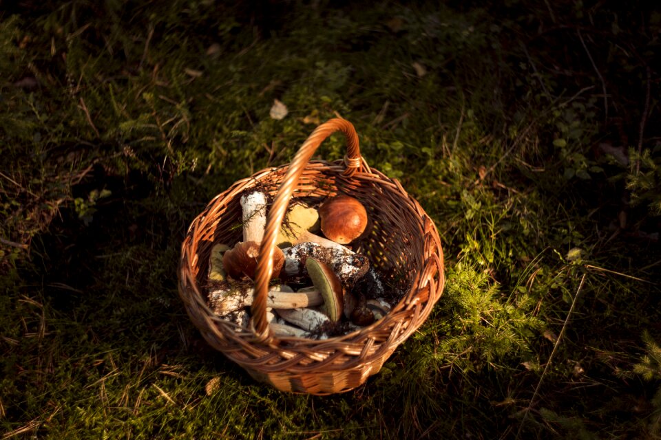Autumn mushrooms red